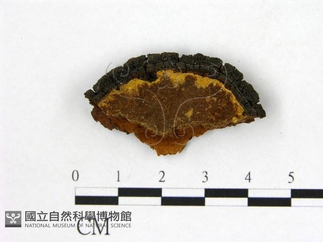 登錄號:F0006142藏品圖，第1張