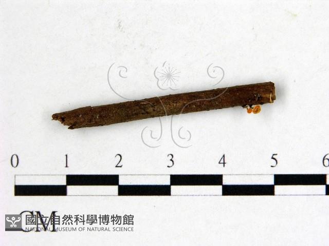 登錄號:F0001142藏品圖，第1張