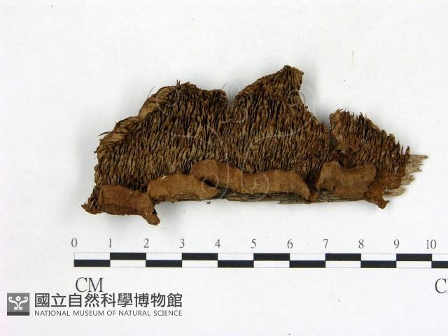 登錄號:F0014142藏品圖，第1張
