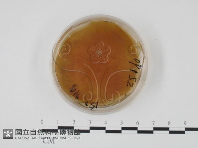 登錄號:F0022142藏品圖，第1張