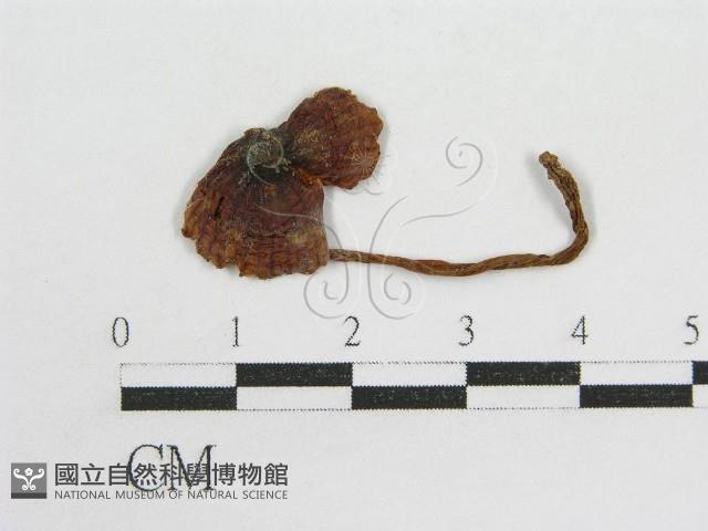 粉褶菌屬藏品圖，第1張