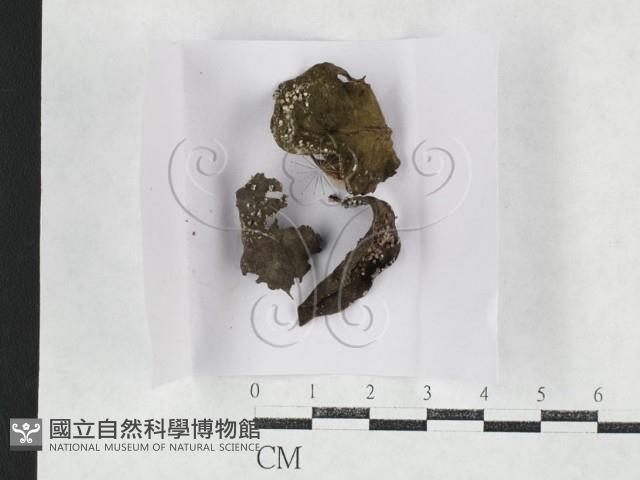 登錄號:F0027142藏品圖，第1張