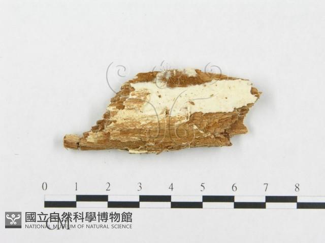 登錄號:F0007142藏品圖，第1張