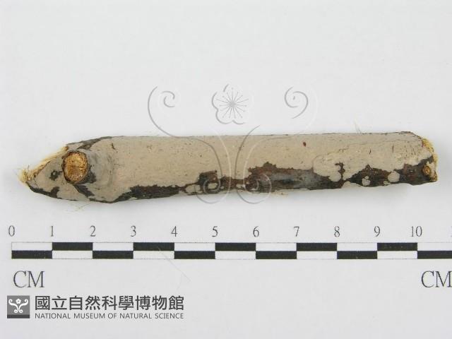 筍殼菌屬藏品圖，第1張