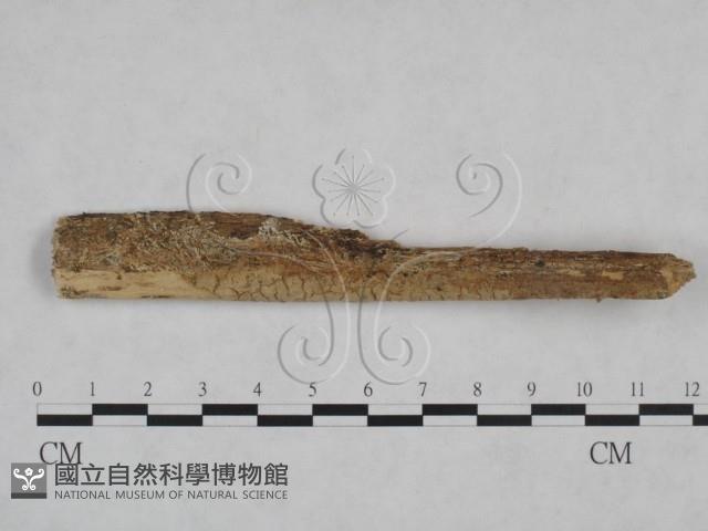 登錄號:F0025142藏品圖，第1張
