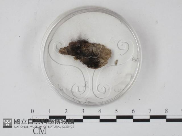 登錄號:F0005142藏品圖，第1張