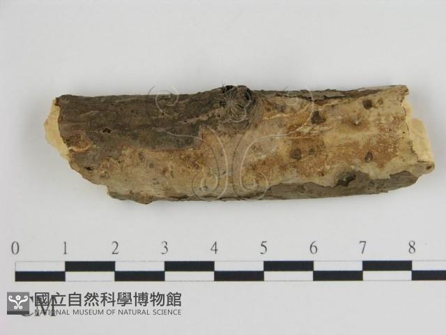 登錄號:F0015142藏品圖，第1張