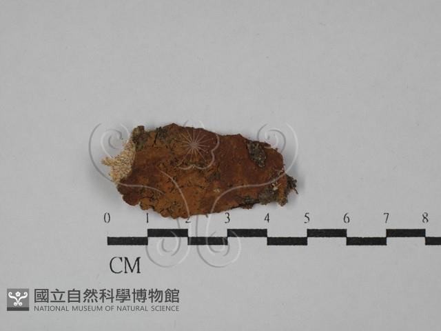 刺革菌屬藏品圖，第1張