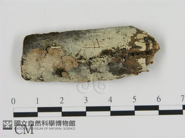 登錄號:F0009142藏品圖，第1張