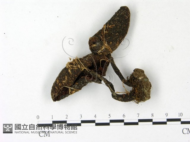 登錄號:F0023142藏品圖，第1張
