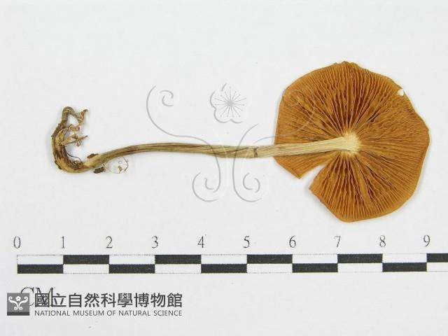 登錄號:F0013142藏品圖，第1張