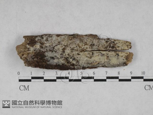 登錄號:F0028042藏品圖，第1張