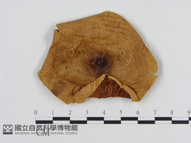 登錄號:F0008042藏品圖，第1張