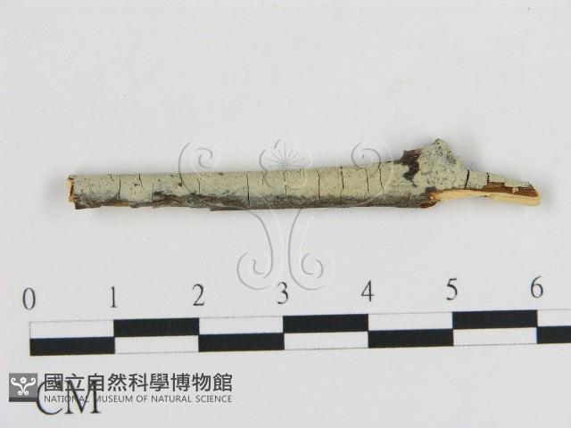 登錄號:F0000042藏品圖，第1張