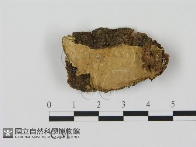 登錄號:F0010042藏品圖，第1張