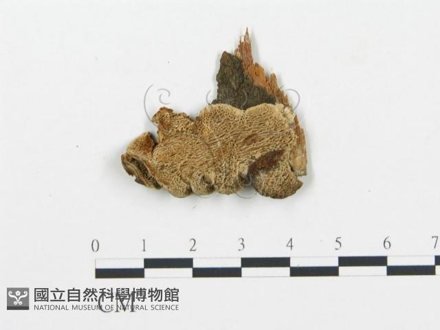 登錄號:F0006042藏品圖，第1張