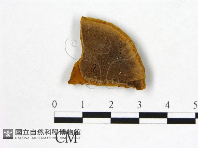 登錄號:F0016042藏品圖，第1張
