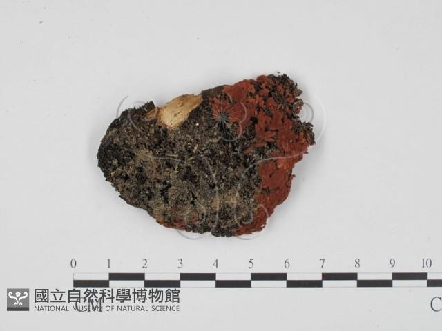 登錄號:F0021042藏品圖，第1張