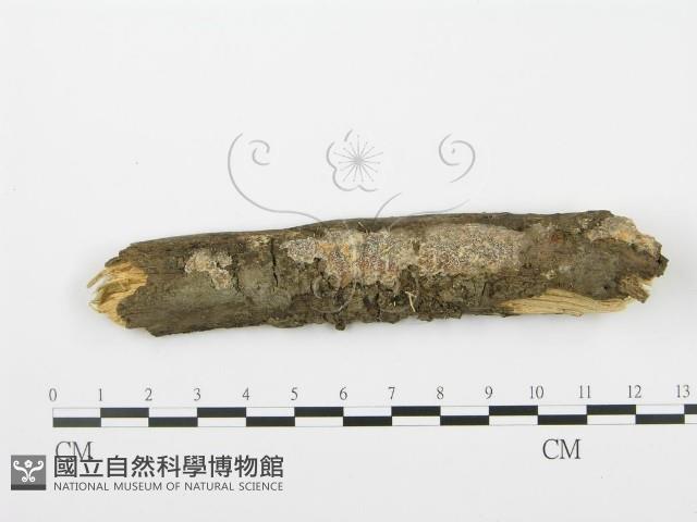 登錄號:F0001042藏品圖，第1張