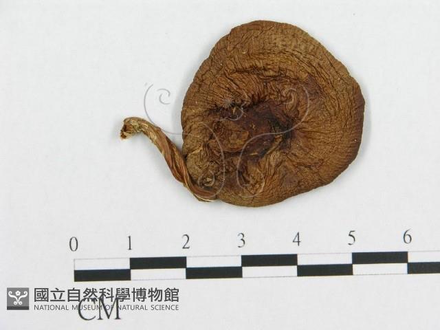 登錄號:F0011042藏品圖，第1張
