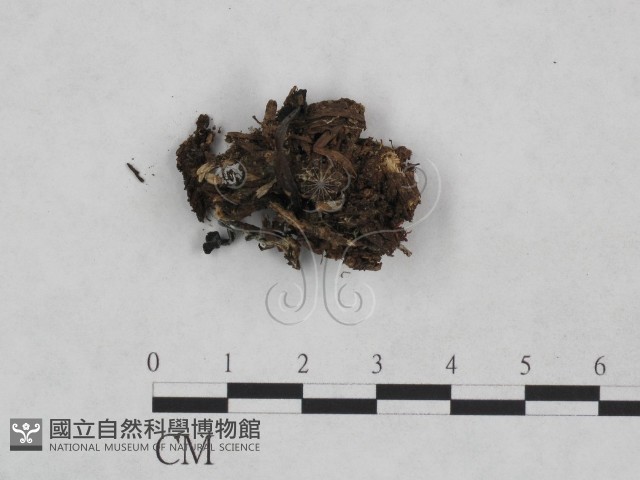登錄號:F0024042藏品圖，第1張