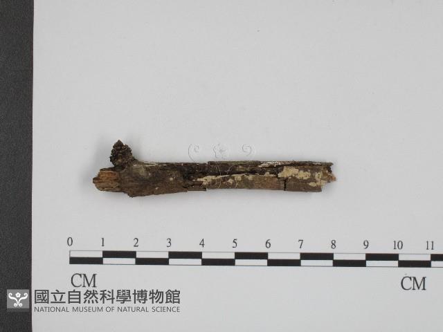 登錄號:F0004042藏品圖，第1張