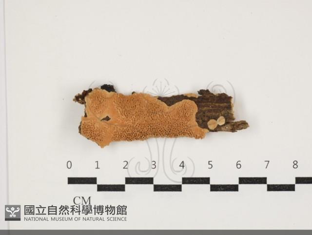 登錄號:F0034042藏品圖，第1張