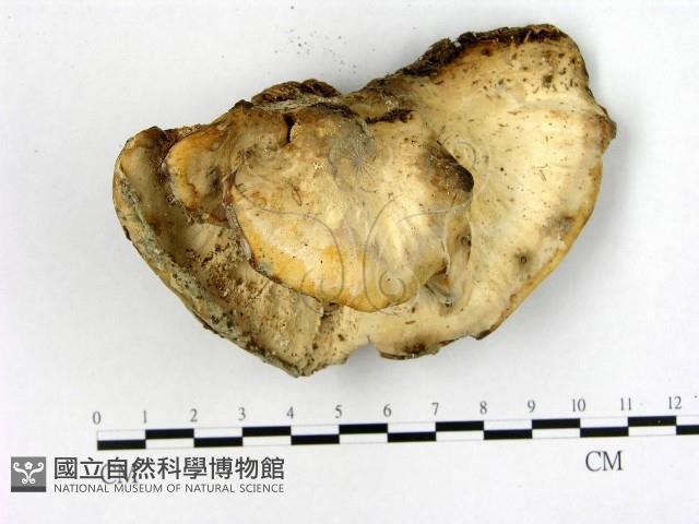 登錄號:F0022042藏品圖，第1張