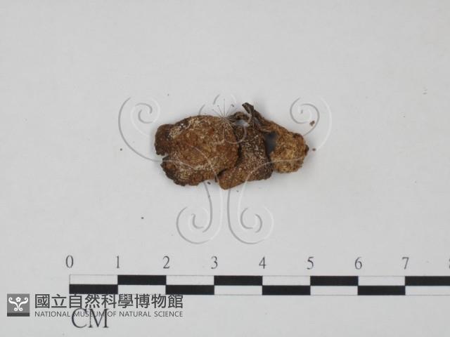 登錄號:F0002042藏品圖，第1張