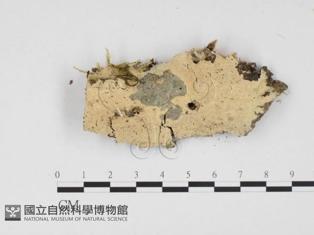 登錄號:F0012042藏品圖，第1張