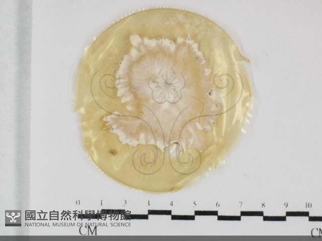 炭角菌屬藏品圖，第1張