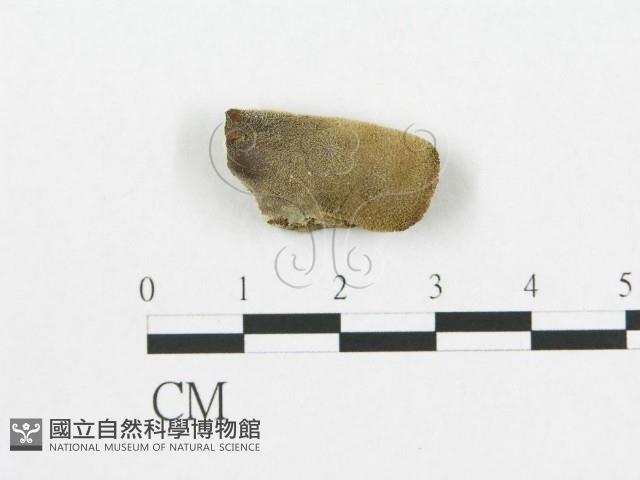 登錄號:F0007042藏品圖，第1張