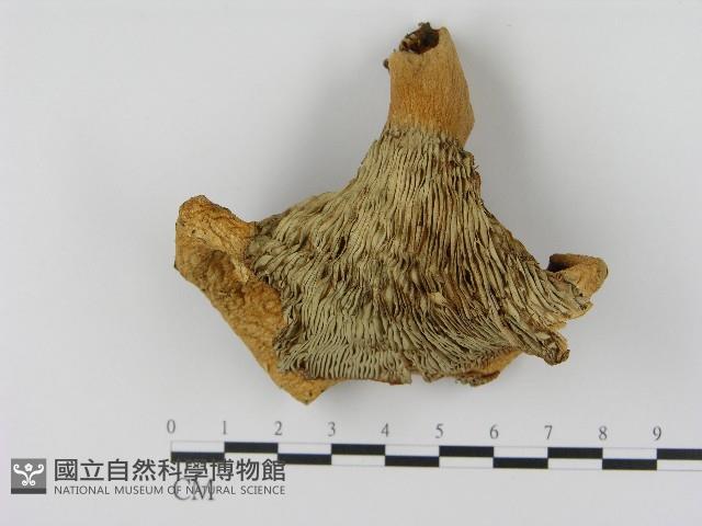 乳菇屬藏品圖，第1張