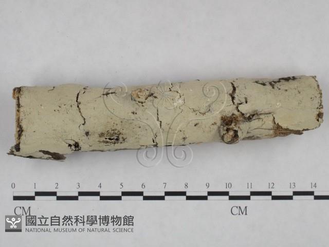 顯絲菌屬藏品圖，第1張