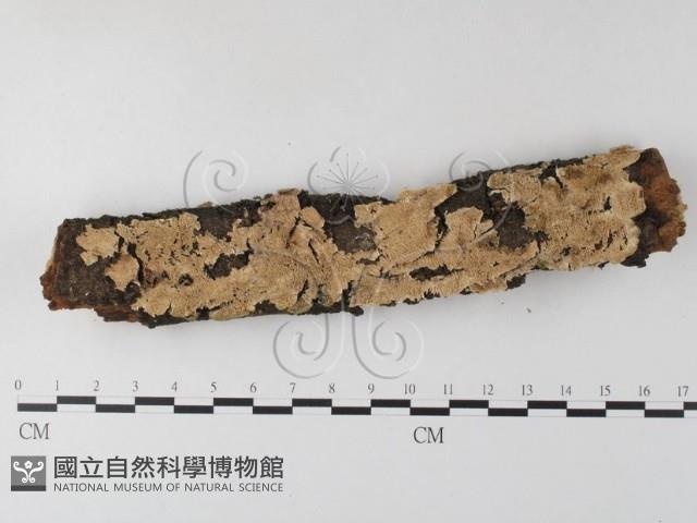 登錄號:F0005042藏品圖，第1張