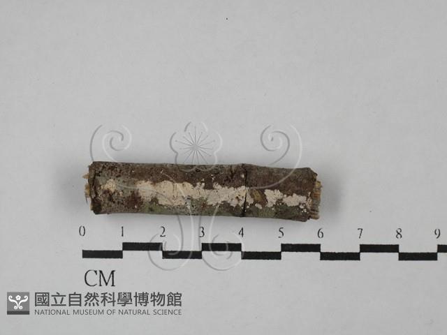 登錄號:F0029042藏品圖，第1張