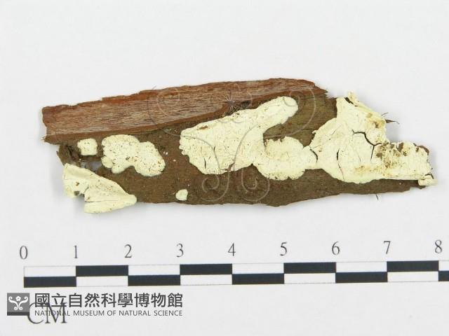 登錄號:F0019042藏品圖，第1張