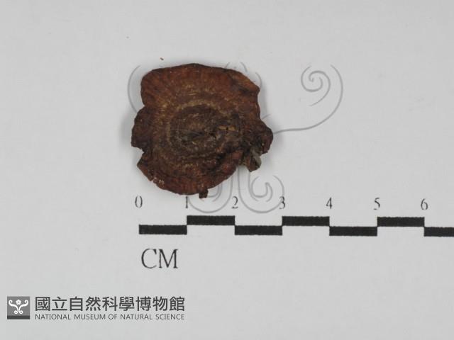 登錄號:F0023042藏品圖，第1張