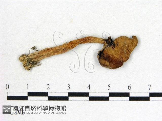 鬼傘屬藏品圖，第1張
