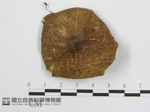 登錄號:F0013042藏品圖，第1張