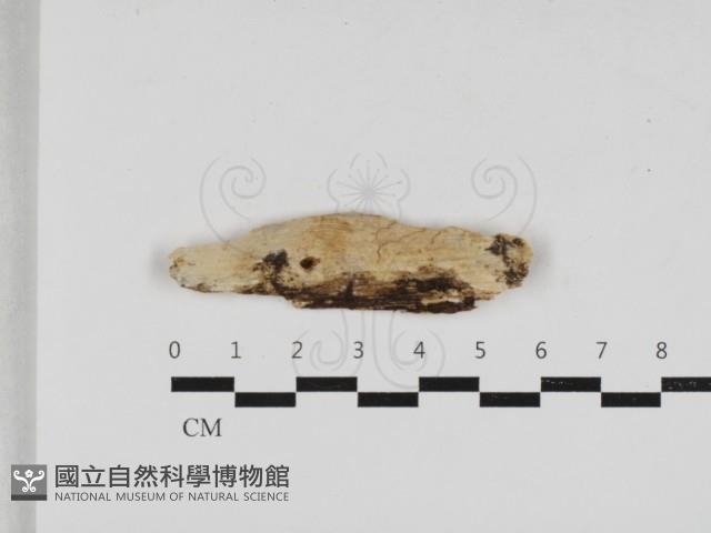 齒耳菌屬藏品圖，第1張