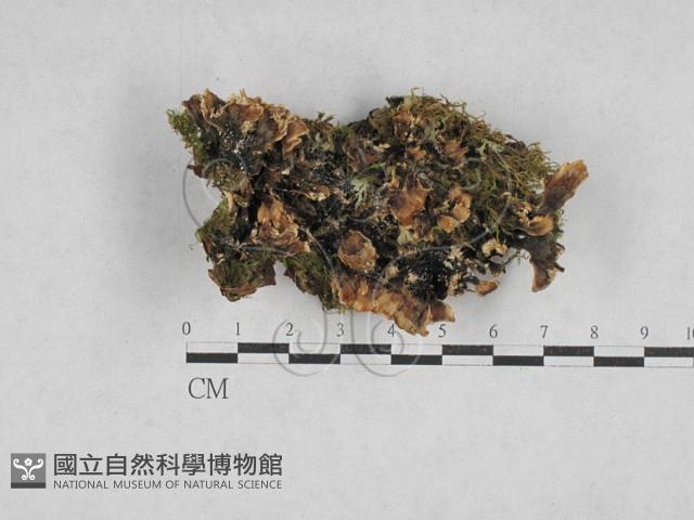雲芝藏品圖，第1張