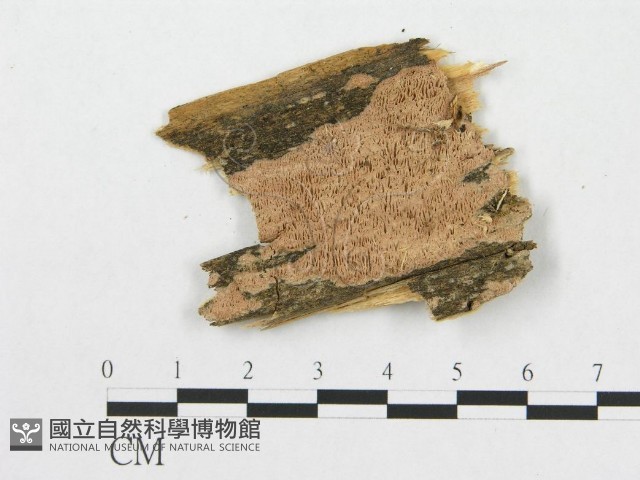 登錄號:F0008342藏品圖，第1張