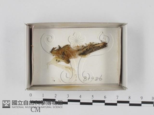 登錄號:F0018342藏品圖，第1張