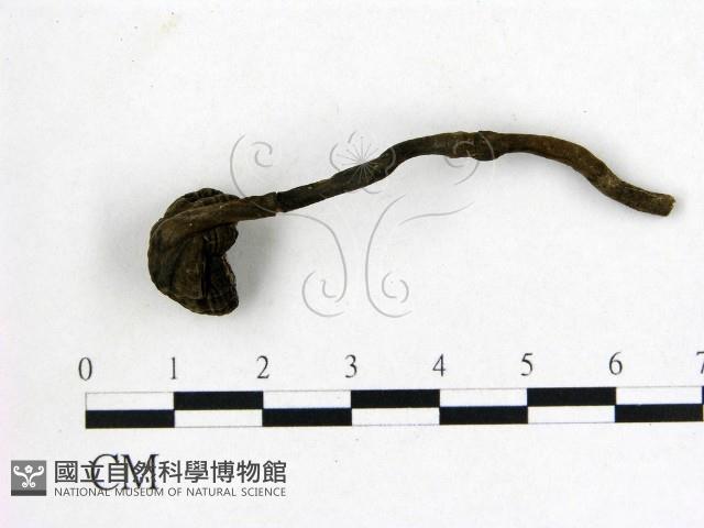 假芝屬藏品圖，第1張