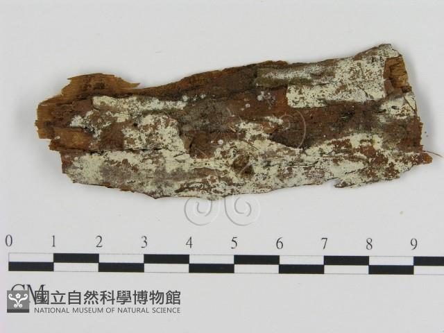 登錄號:F0000342藏品圖，第1張