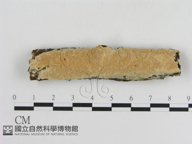 登錄號:F0010342藏品圖，第1張