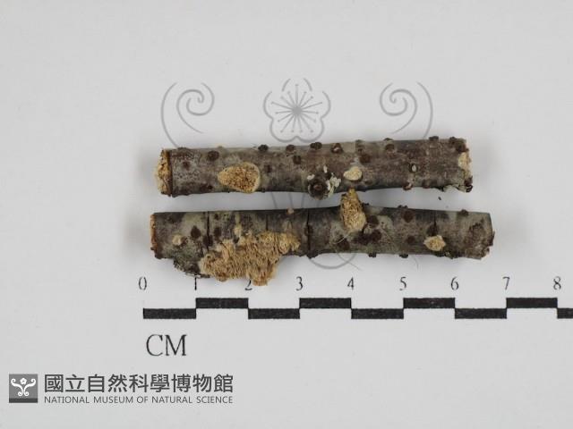齒耳菌屬藏品圖，第1張