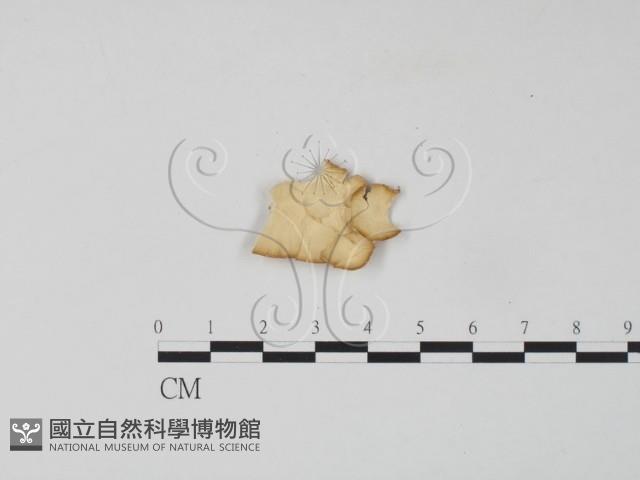 雲芝藏品圖，第1張