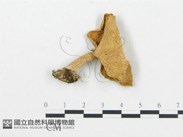 杯傘屬藏品圖，第1張